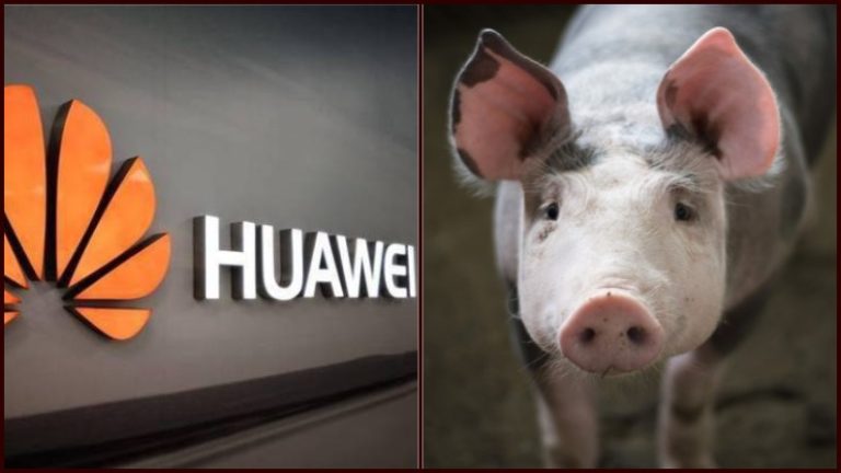 Huawei Starts Pig Farming To Compensate Smartphone Sales Fall